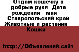 Отдам кошечку в добрые руки. Дата рождения 9 мая.  - Ставропольский край Животные и растения » Кошки   